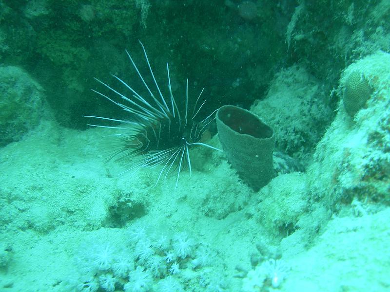 MANGROVE 07  2008 028.jpg